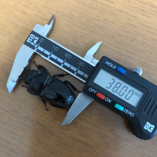 国産ヒラタクワガタ　　ペア