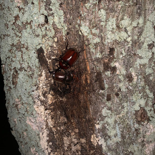 カブトムシ