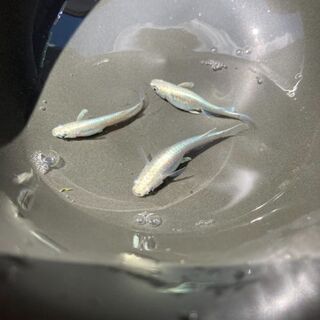 サンセット極龍　メダカ　成魚の画像