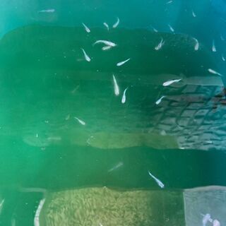 サンセット極龍　メダカ　成魚の画像