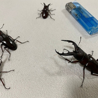 オキナワノコギリクワガタ4匹セット