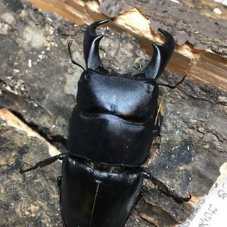 沖縄 石垣島 サキシマヒラタクワガタB品ペア (おまけ有り)