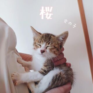 【桜】家族ができました❣️