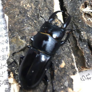珍品 長崎県 対馬 チョウセンヒラタクワガタ ペアの画像