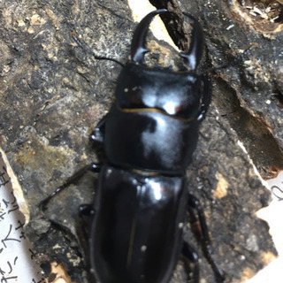 珍品 長崎県 対馬 チョウセンヒラタクワガタ ペア