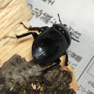 珍品 長崎県 対馬 チョウセンヒラタクワガタ ペアの画像