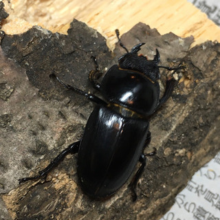 珍品 長崎県 対馬 チョウセンヒラタクワガタ ペアの画像