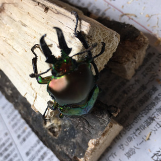 ニジイロクワガタ　ノーマルカラー　ペア