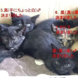 生後2ヶ月の茶トラです。
