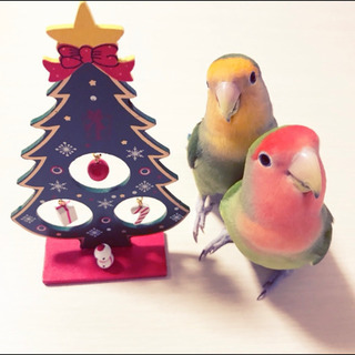 コザクラインコの里親を募集しています。飼育用品付