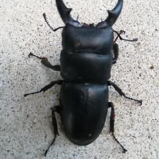 天然　ヒラタクワガタ　ペア