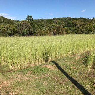 麦わらの画像