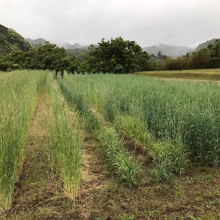 麦わらの画像