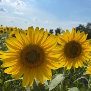 💛グループチャットで友達作り💛
