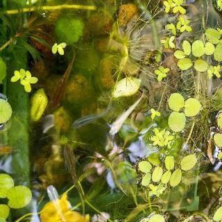 メダカ成魚8～10匹程の画像