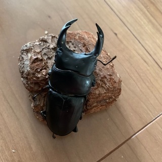 オオクワガタ　ペア