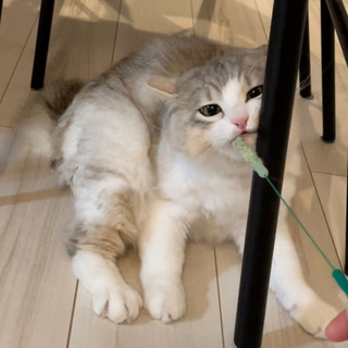 人懐っこいオス猫