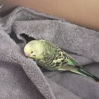 インコ保護しています