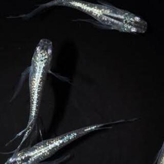 選別漏れ　　若魚3ペア　天女の舞　みゆき　ヒレ長　めだか　　