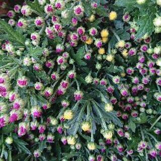 急募🌼🌼🌼 小菊の収穫、手伝ってください