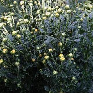急募🌼🌼🌼 小菊の収穫、手伝ってください - 松浦市