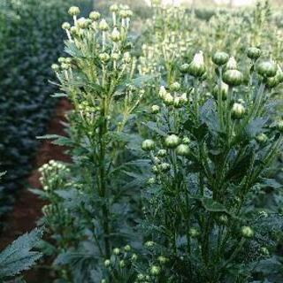 急募🌼🌼🌼 小菊の収穫、手伝ってください − 長崎県
