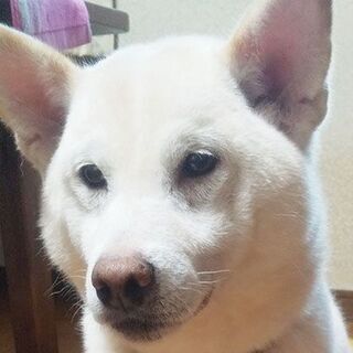 【譲渡完了・募集終了】
