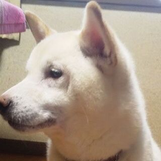 【譲渡完了・募集終了】 - 犬