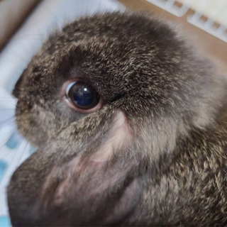 【休止中】うさぎ（ロップイヤー）メス　3ヶ月