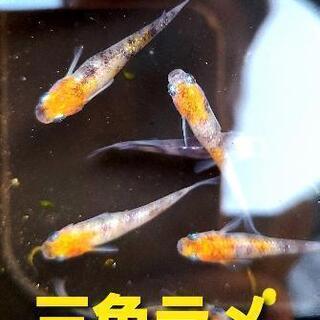 【めだか屋こう】三色ラメ　令和2年生まれ冬越し　　