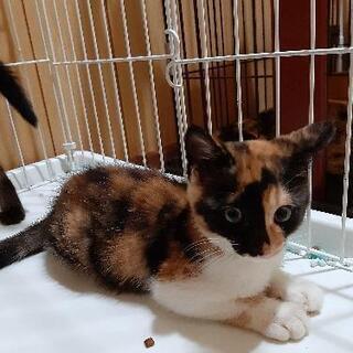 顔の模様が特徴的。絵にかいた様な綺麗な三毛猫。