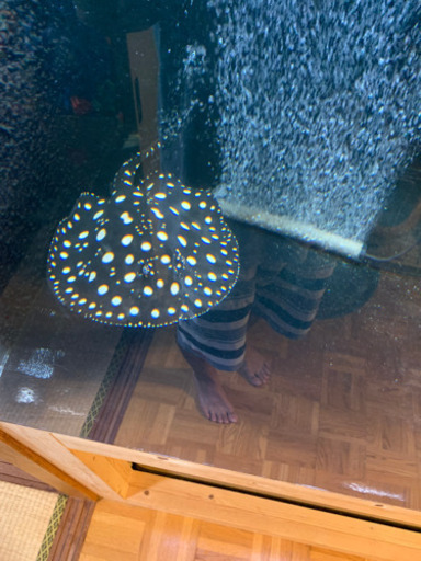 ダイヤモンドポルカ　オス　体盤30± 淡水エイ