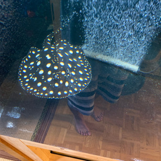 ダイヤモンドポルカ オス 体盤30± 淡水エイ