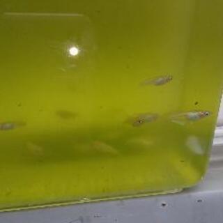 スーパーオパール(メダカ)、一匹50円稚魚です。の画像