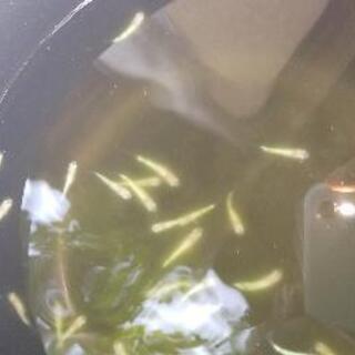 スーパーオパール(メダカ)、一匹50円稚魚です。の画像