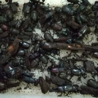 天然カブトムシ、クワガタ。今年もたくさんいます。の画像