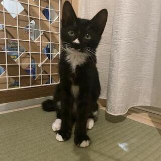 甘えん坊のシロクロ子猫(♀)