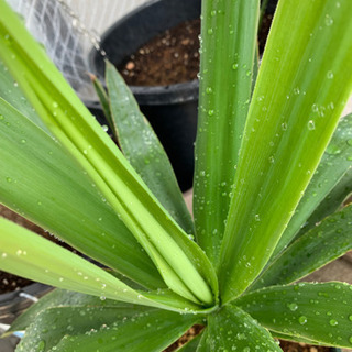 青年の木　《残り3つ》の画像