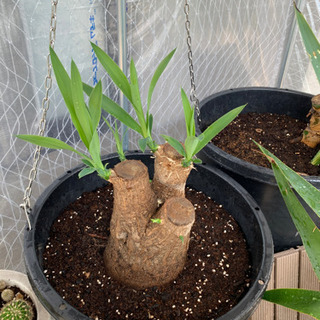 青年の木　《残り3つ》の画像