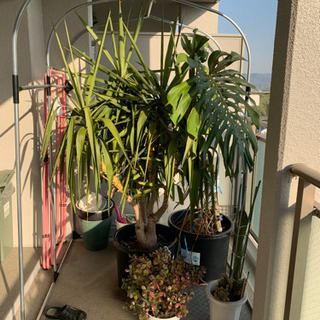 青年の木　《残り3つ》の画像