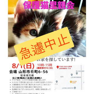 『にゃんこねくと』保護猫里親会8/1 急遽中止🙏🏻