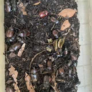 カブトムシエサ