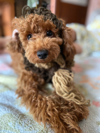 急募トイプードル　6ヶ月