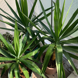 青年の木　《残り3つ》の画像