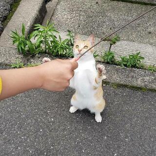 野良猫 茶トラ  1歳