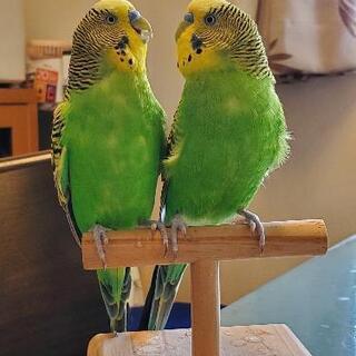 セキセイインコ2羽