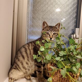 受付終了！子猫（女の子3ヶ月）です♪写真のゲージ·トイレ等差し上...