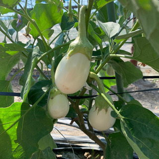 夏野菜！トマト農家が作る珍しい白ナスはいかが？？