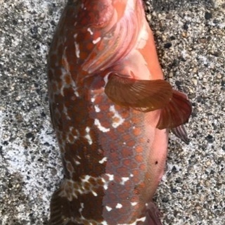 海釣り、渓流釣り