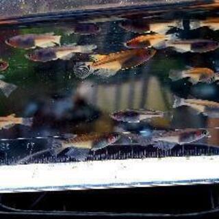忘却の翼　若魚　メダカ　めだかの画像